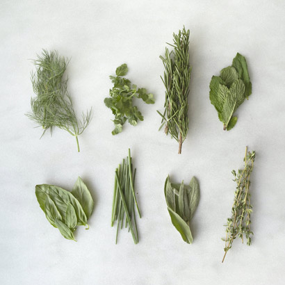 summer herbs on blank background